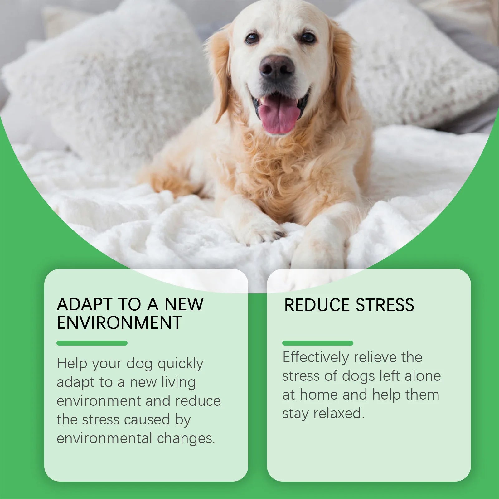Dog lying on a soft surface with text about adapting to new environments and reducing stress.
