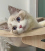 Cat with blue eyes lounging on a wooden cat shelf.