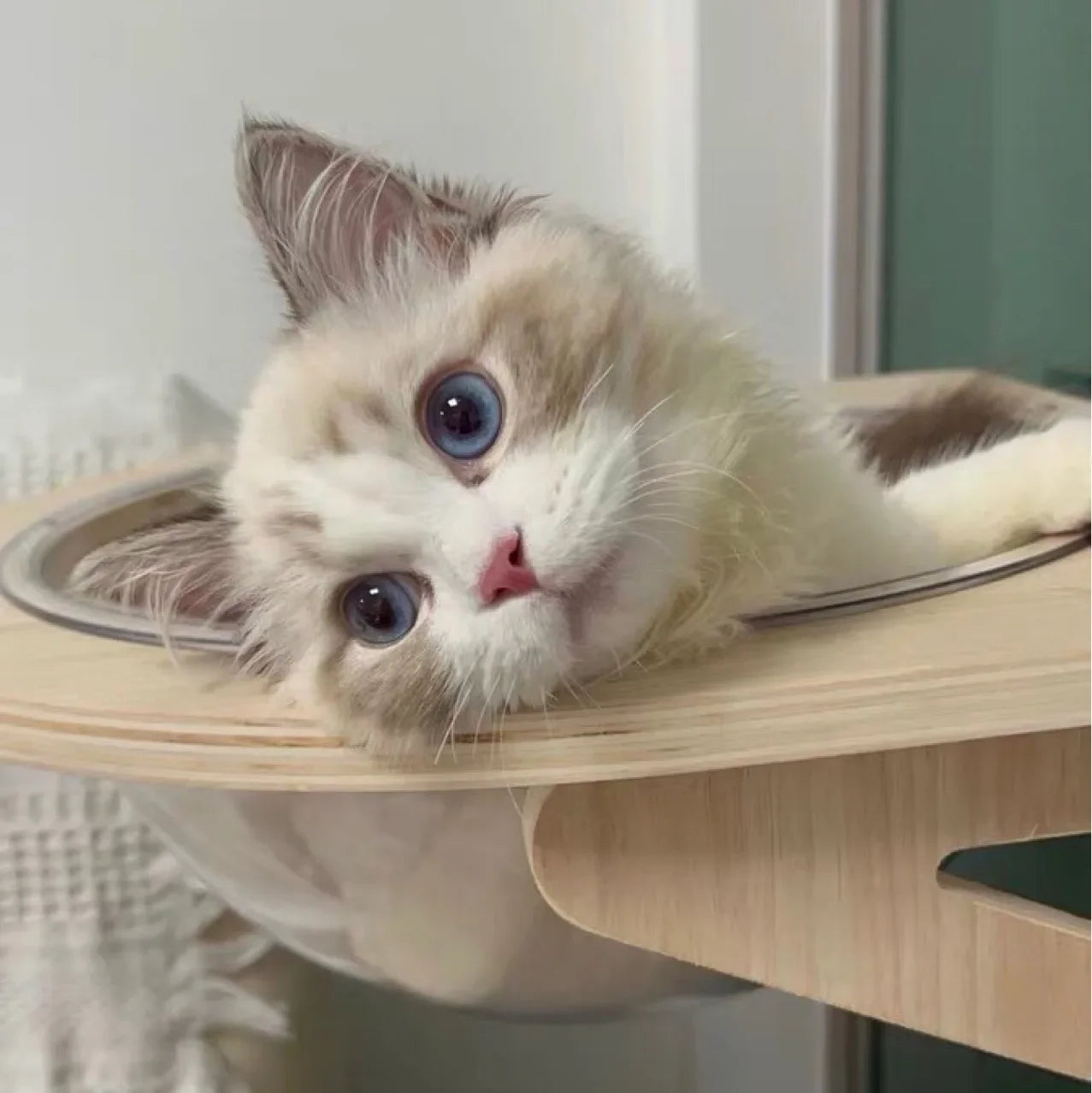 Cat with blue eyes lounging on a wooden cat shelf.