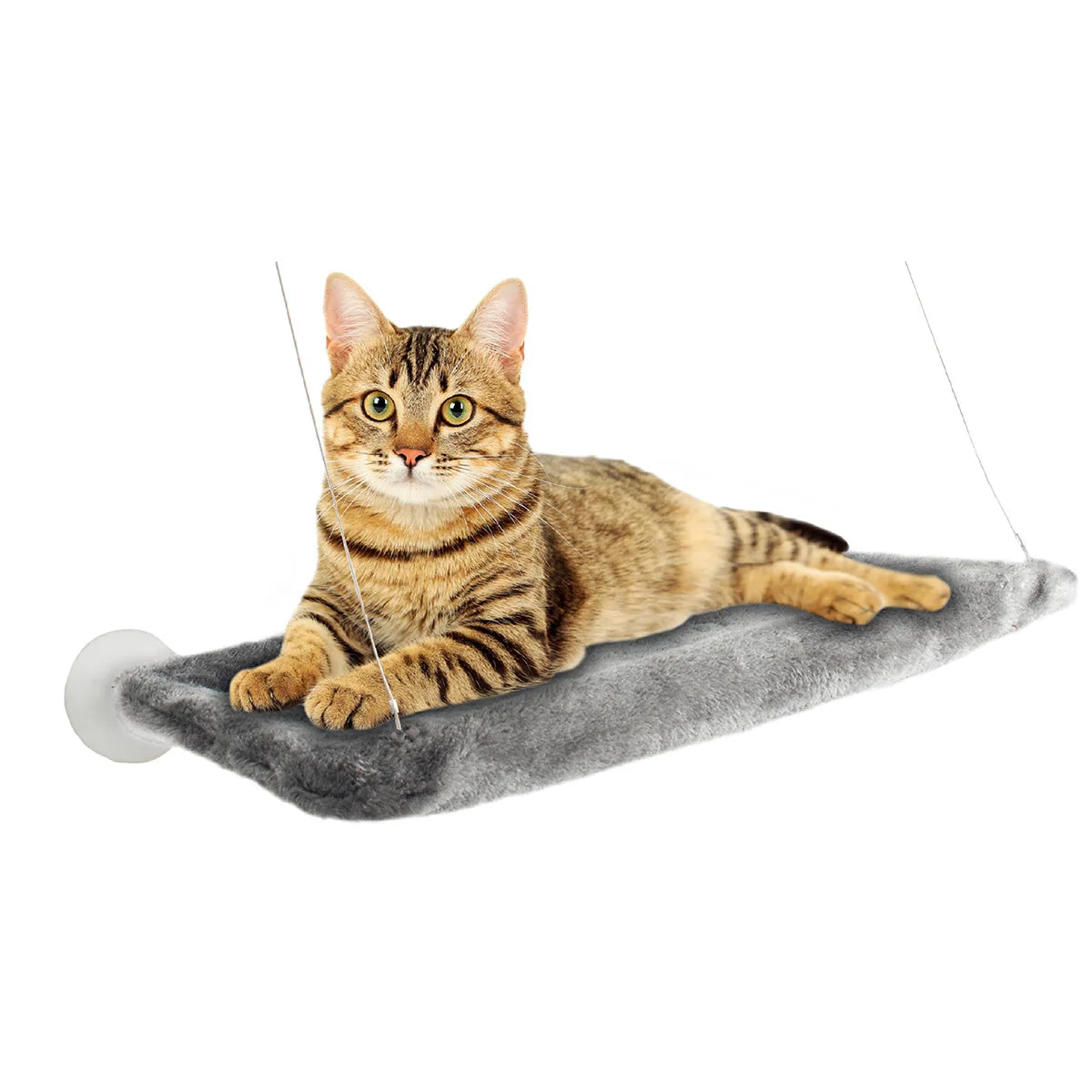 Cat lying on a gray cat hammock with a white background