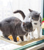 Two cats on a window perch with a blurred indoor background