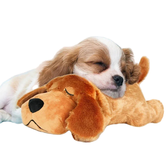 Puppy lying next to a plush dog toy on a light blue background
