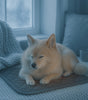 Dog lying on a quilted mat in a cozy room with a cup and blanket.