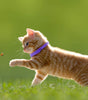 Orange tabby cat with a purple collar chasing a butterfly on grass