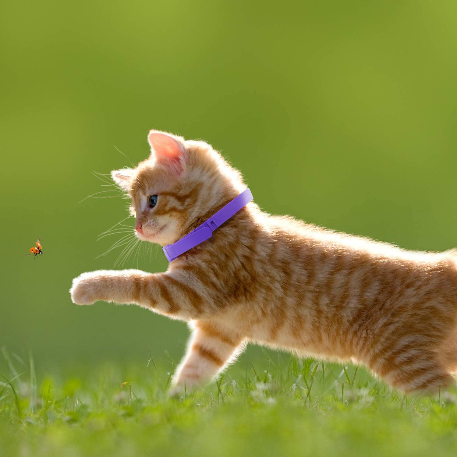Orange tabby cat with a purple collar chasing a butterfly on grass