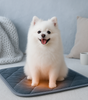 White dog sitting on a heating pad with a cozy background