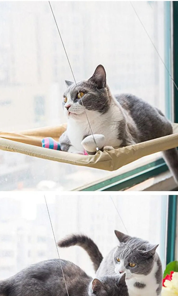 Cat lounging on a hammock by a window
