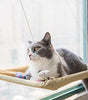Cat sitting on a hammock by a window