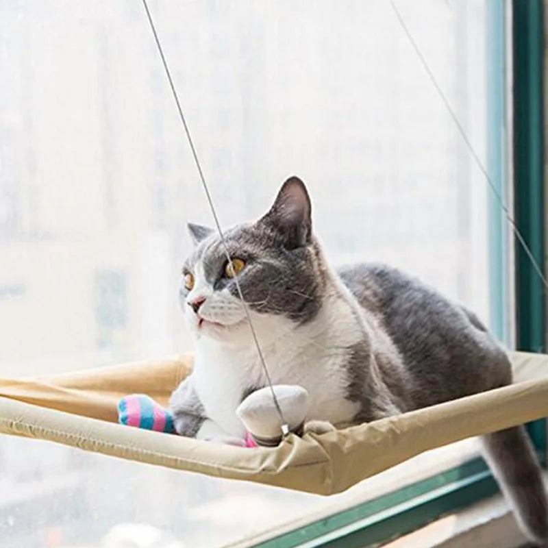 Cat sitting on a hammock by a window